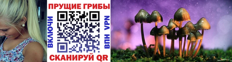 Галлюциногенные грибы Cubensis  закладка  Новоузенск 